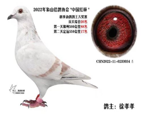 2022���������زж����ۺ�20��