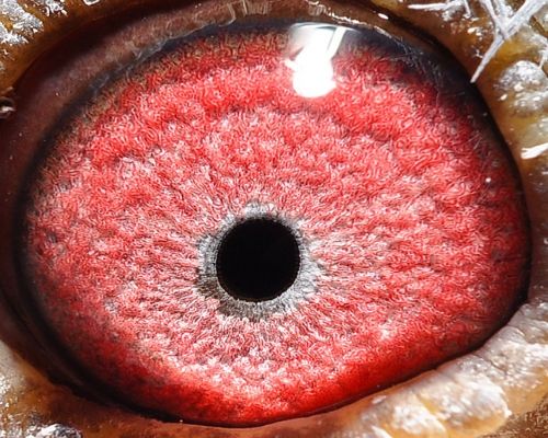 ƽ����ƾ���351��