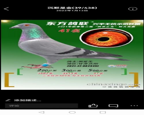 ����������ƽ�������41��