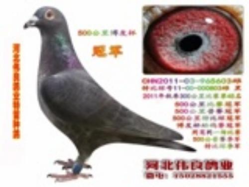 黑桑杰士