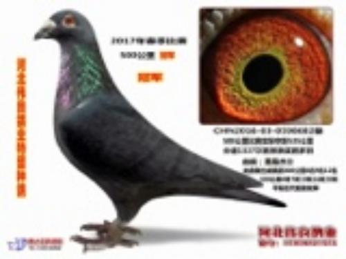 黑桑杰士冠军