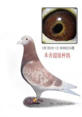 ����콫��