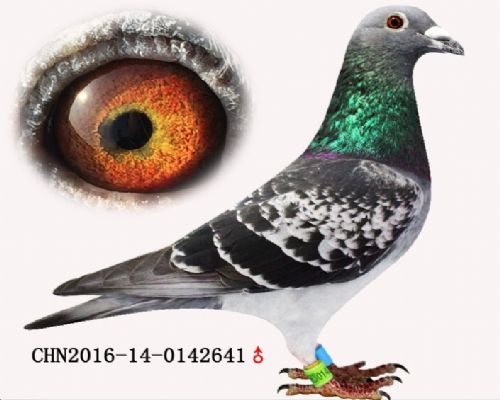 ���� 2016�����