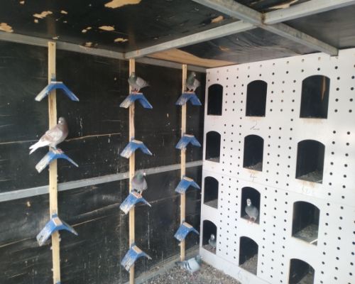 �ָ����ڲ���Ƭ