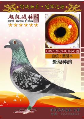 ���籭52��ĸ��