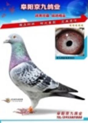 ��ʦֱ��