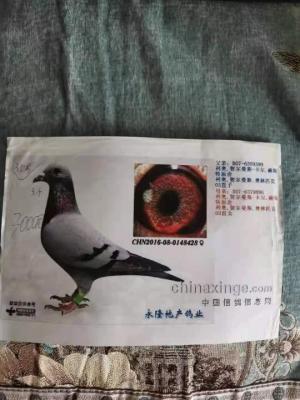 ����ƥ��003ֱ��