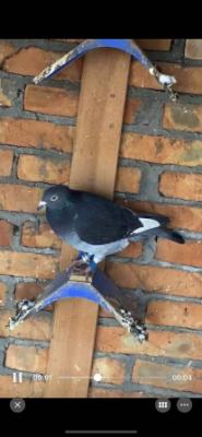 �ֵ�500����12��