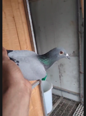 ��ïԤ��16��