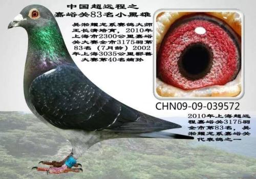 ��ʦ�ĸ���