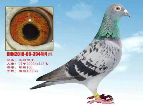 ��ʦ�ĸ���