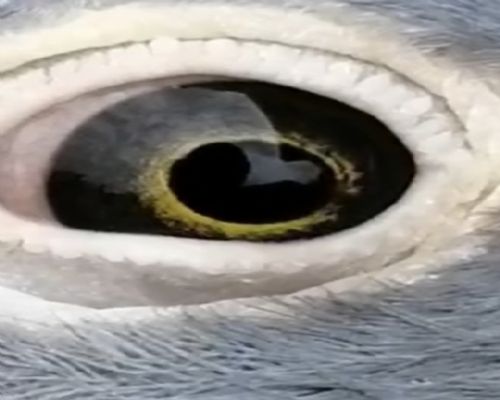 δ����