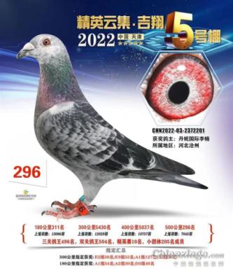 ���鹫�����296��