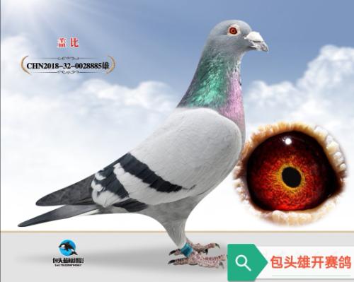 �Ǳ�����Ѫϵ