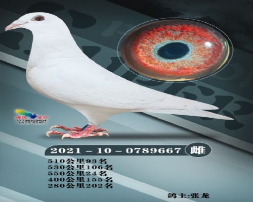 �߸밿����ɰ�667��3���룩