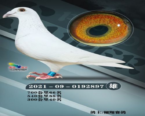 �߸밿��������897