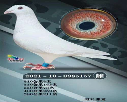 �߸밿����ɰ�157