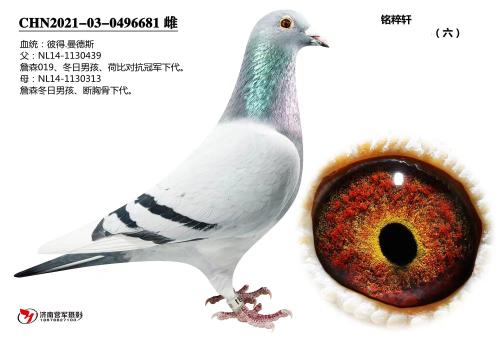 �ȵ�����˹