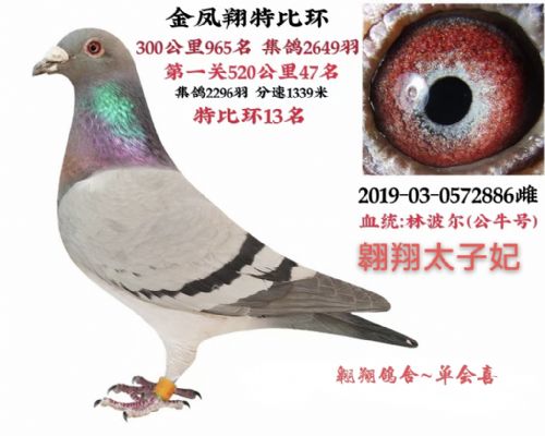 ����̫����