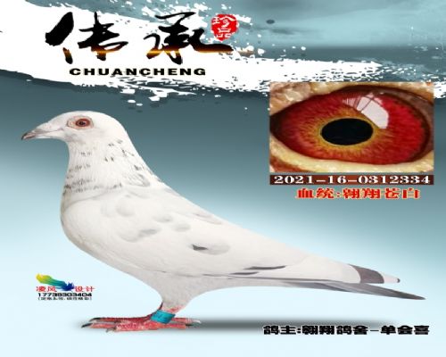 ����԰�334