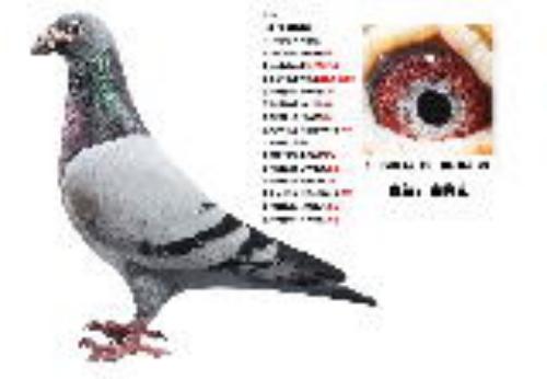 �Ͽ�����