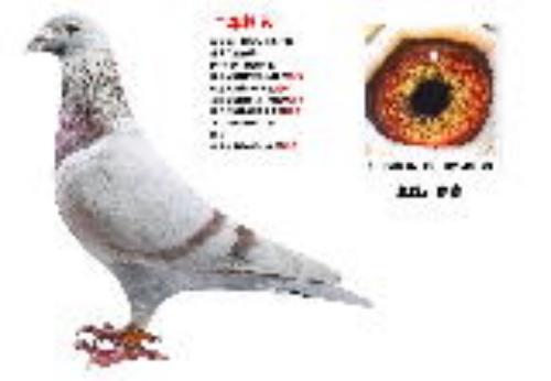 ��ɭ���ˡ�