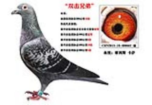 ��˫���ֵܡ�