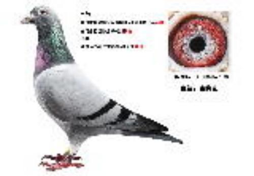 ������ԡ������ˡ�