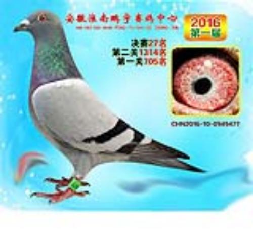 ��������477��