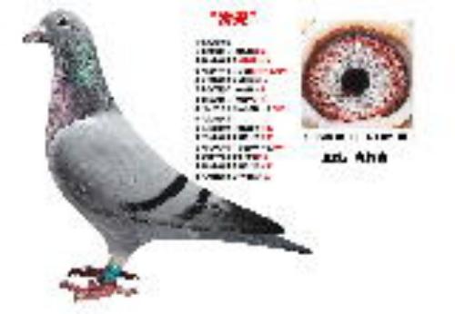 ��������498��