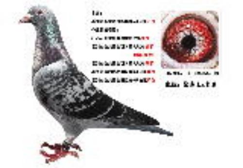 ��ɣ��ʿ685��