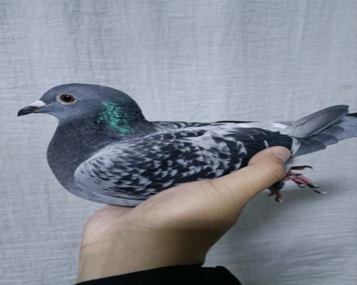 ������ҵ-�����