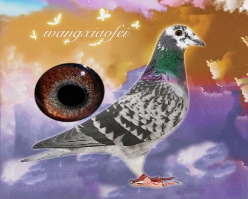 �������ھ���