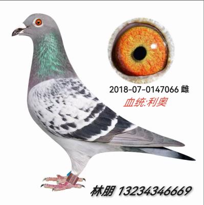 ���ƶ����