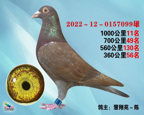 �߸밿������099