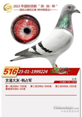 ���ݻԻ;���516��