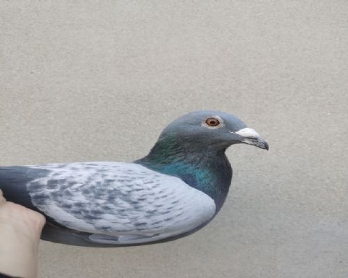 ����684