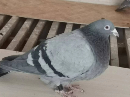 ղɭ���ֲ���������10��