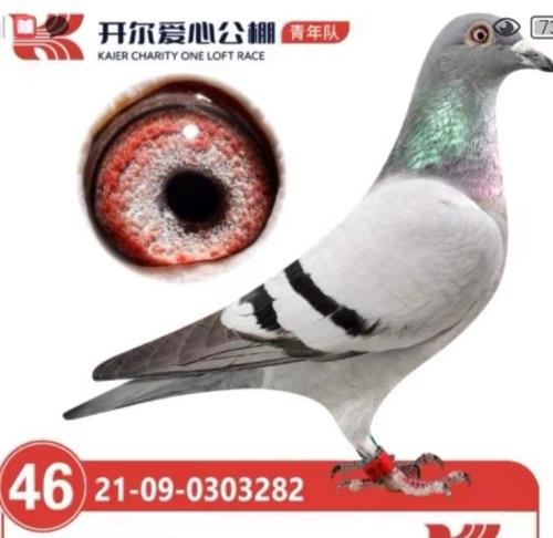 ����˫��46��