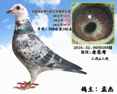 �ϻ�ĸ����