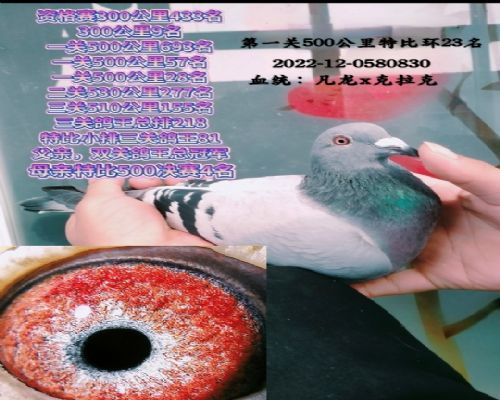 
���ظ���81

