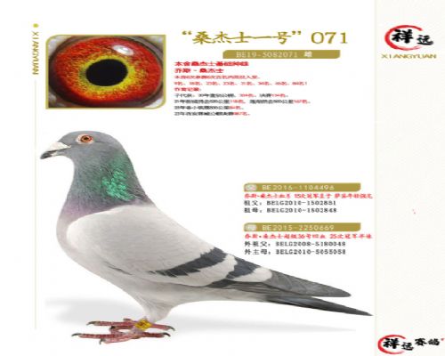 ��Զ����