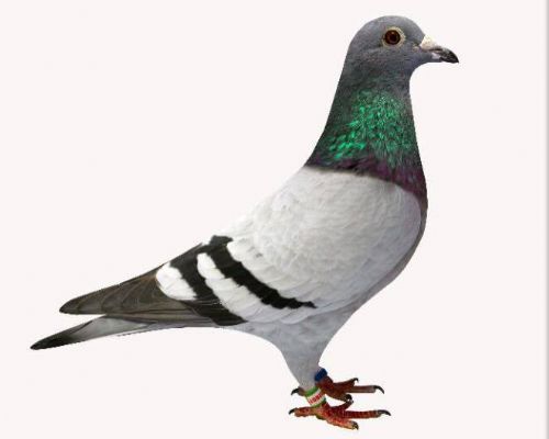 �������� �Ǿ�