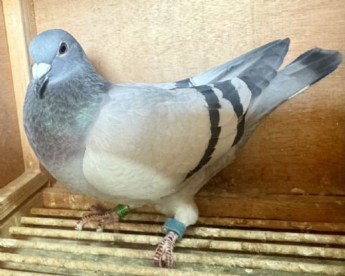 2023�ﱱ���ۺ�����14��������4����2023-11-0291198