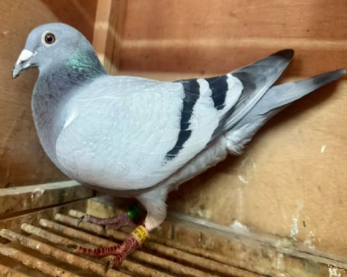 ͬ����ĸ����2023-11-0290090