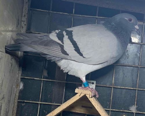 2021����˫�ز�һ��12��