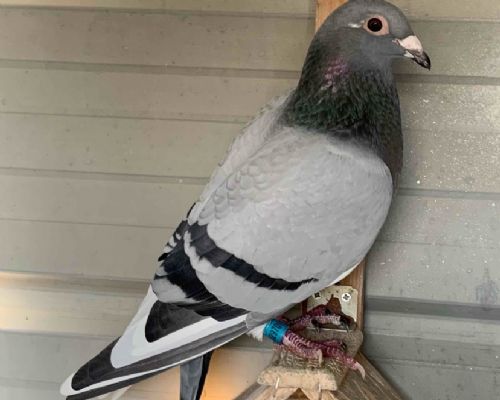 2021����˫�ز�һ��11��