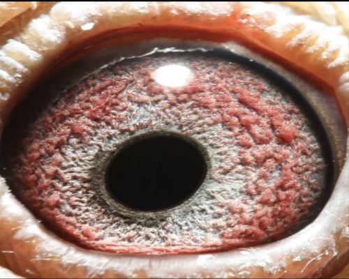 �ӱ�ʢ���﹫�����33��