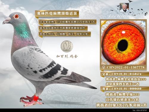 ��ӥ����5ȫ��