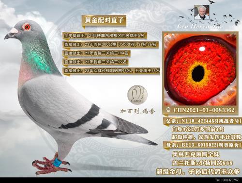 ��ӥȫ��ֱ��